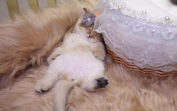 小猫到家多久可以和之前猫咪在一起
