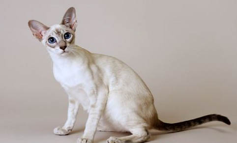 请问猫咪呕吐的原因及处理方法?