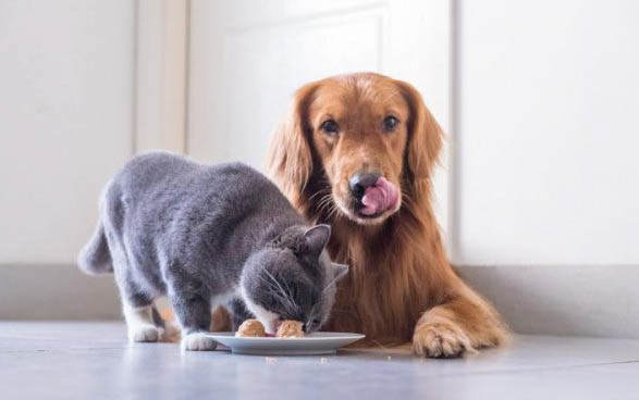 猫的脚垫凉凉的正常吗