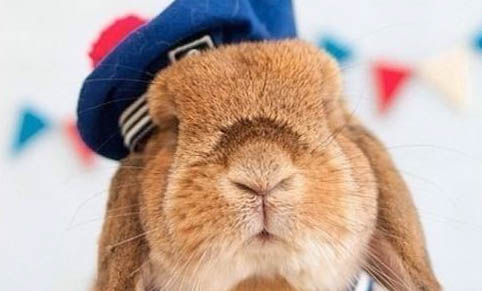 小兔子一顿需要喂多少菜叶？