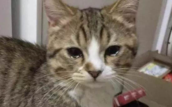 猫发情会持续多长时间