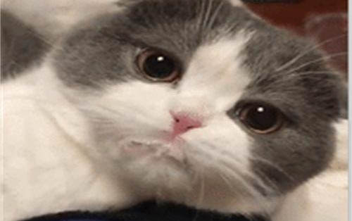 猫咪经常吐黄水是怎么回事