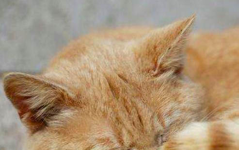 猫咪可以吃一点奶油吗