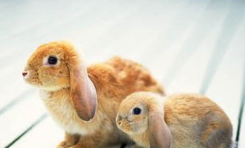兔子有哪些特点