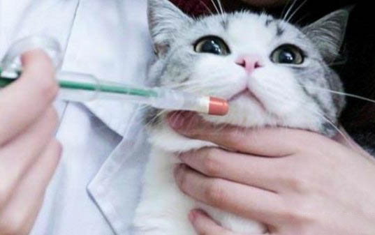 小猫产后出血多久干净