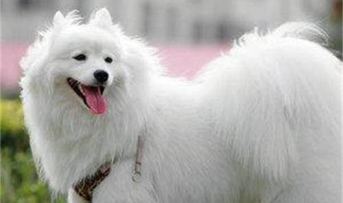 芬兰狐狸犬的缺点