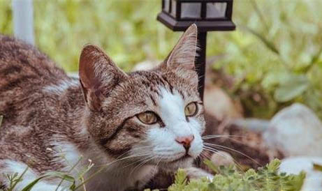 猫耳朵流血死了原因