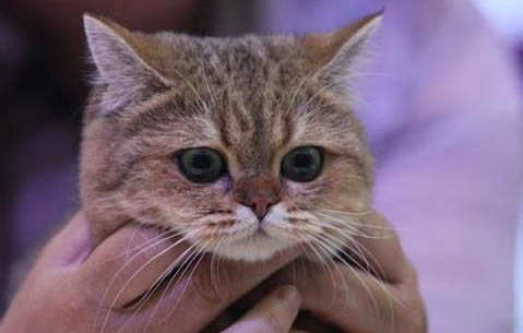 猫咪为什么每天早上都叫