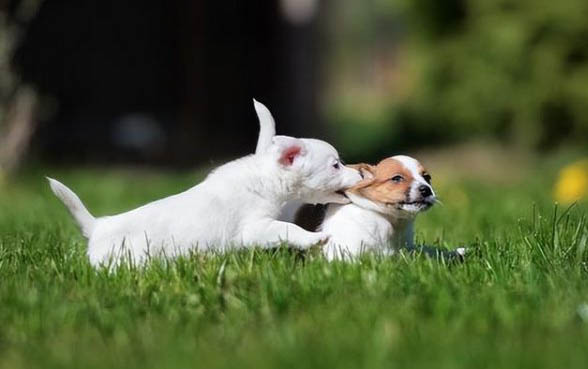 犬瘟狗一直抽搐哼唧很痛苦吗