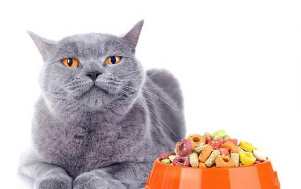 猫咪可以吃的蔬菜水果有哪些呢?