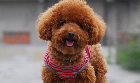 泰迪犬什么颜色最聪明
