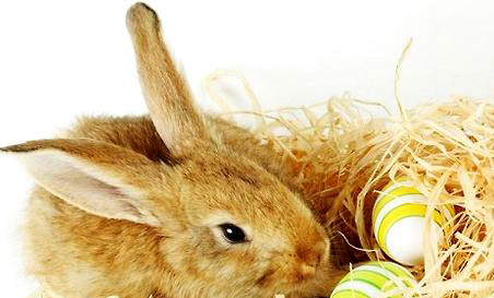 兔子能吃芹菜吗