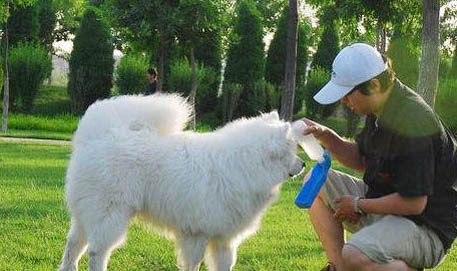 导致萨摩耶犬呕吐的原因