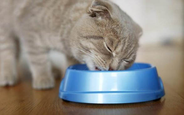 小猫咪的特点和本领有哪些