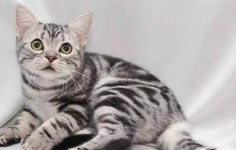 区分美短和狸花猫