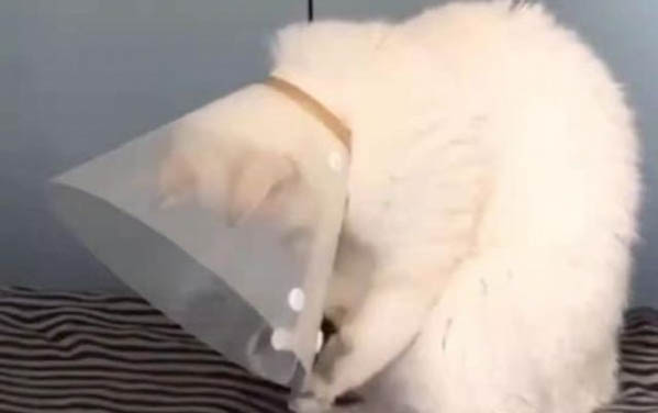 猫跳蚤药中毒怎么急救
