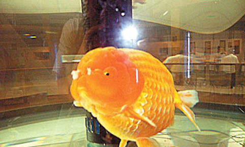 夏天鱼缸里的鱼老是死什么情况了