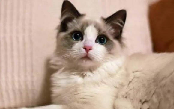 猫生气的表现是怎么样