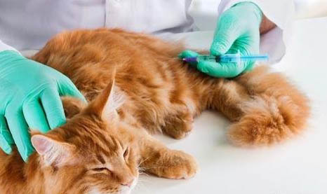 猫咪吃东西会呕吐是怎么回事？