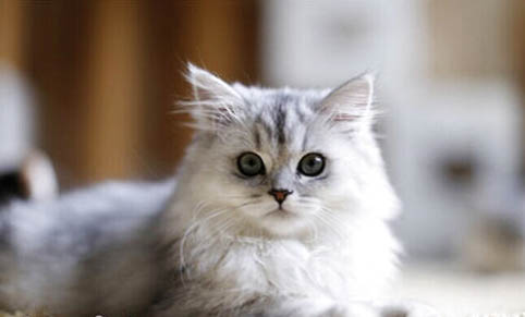 刚出生的猫咪几天睁眼睛