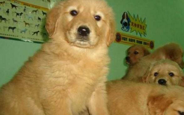 如何判断金毛犬是否感冒