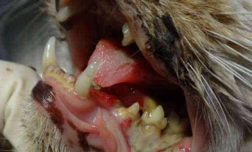 猫咪吃了异物多久能判断是否没事