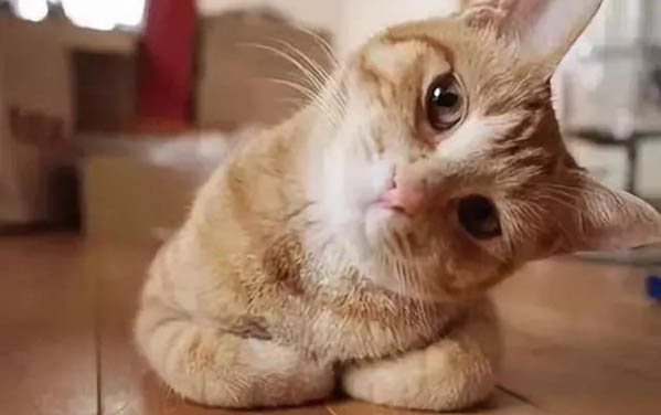 猫需要驱虫吗