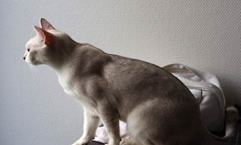 猫咪大便里有血怎么回事啊?
