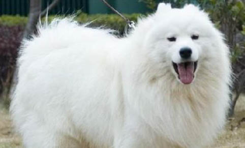 母犬子宫蓄脓怎么判断