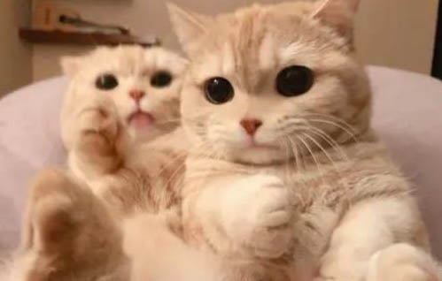 猫孕期的尿道炎用什么药好