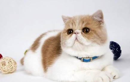 把猫掐窒息猫发疯