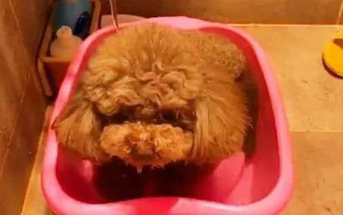宠物狗：泰迪狗可不可以吃桃子