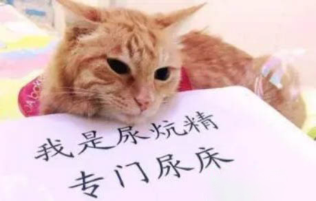 猫咪为什么爱吃小麦粉的原因