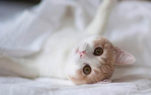 猫咪牙周炎是什么症状