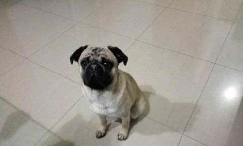八哥犬有什么优缺点