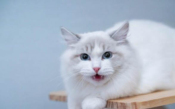 猫咪起床为什么总是叫唤怎么回事