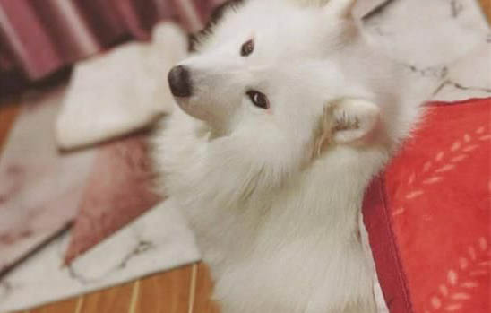 萨摩耶多久洗一次澡