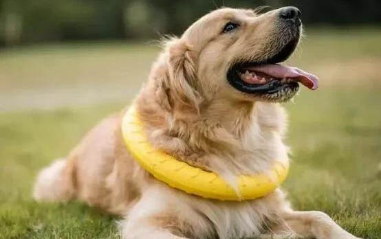 狗狗训练师多少钱一个月