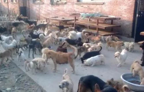 狗可以吃猴桃吗?