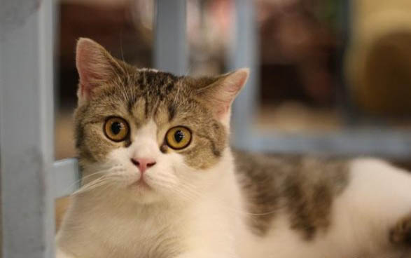 请问猫咪呕吐的原因及处理方法?