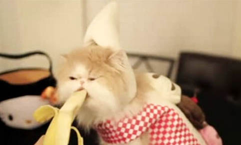 猫咪为什么总是打喷嚏流鼻涕