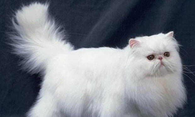 猫咪老是咬人是怎么回事