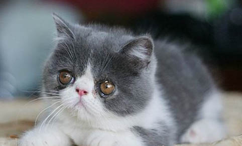 猫的指甲可以修剪吗