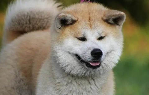 狗狗可以常吃肉吗