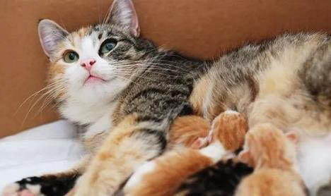 母猫多大了才可以怀孕