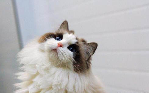 猫咪干呕但是精神很好?