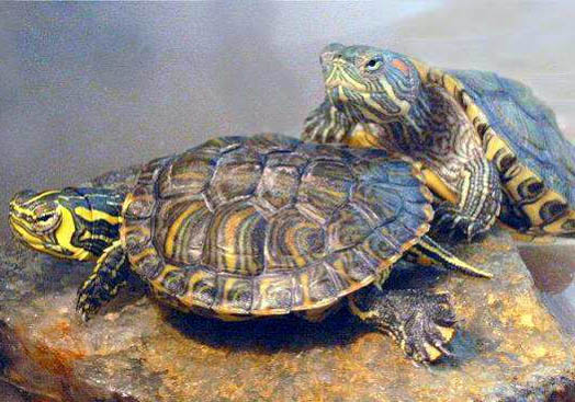 巴西龟多久能长大