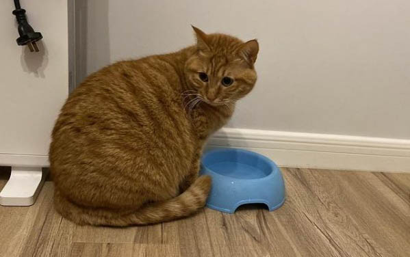 小猫咪可以吃什么食物?