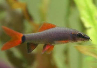 彩虹鲨属于清洁鱼类么?