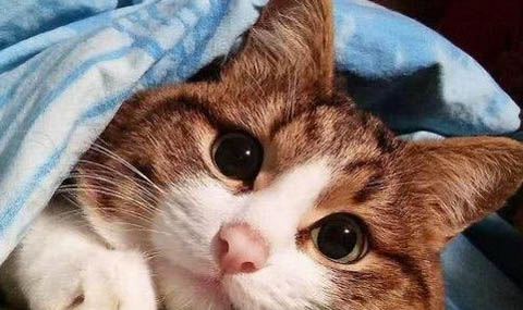 猫眼睛上面秃了一小块发红